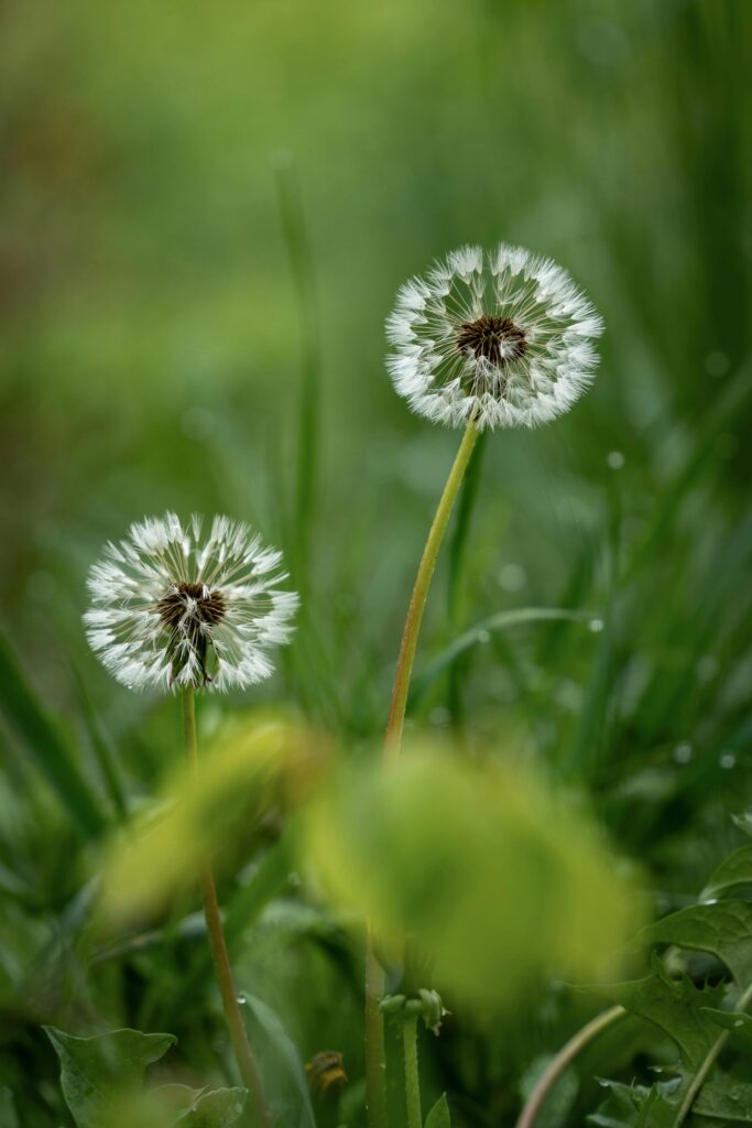 Close-up of dandelion seeds in a lush spring meadow, capturing the essence of nature's beauty.