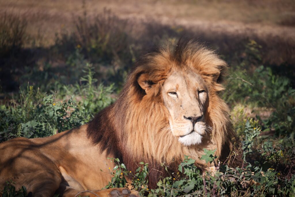 A regal African lion relaxing in a grassy savannah setting, showcasing its majestic mane.