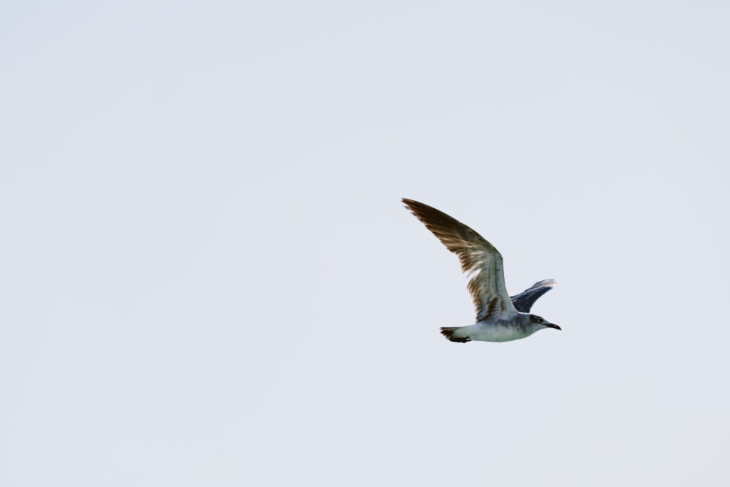 Serene image of a seagull flying against a clear blue sky. Freedom and tranquility in nature.